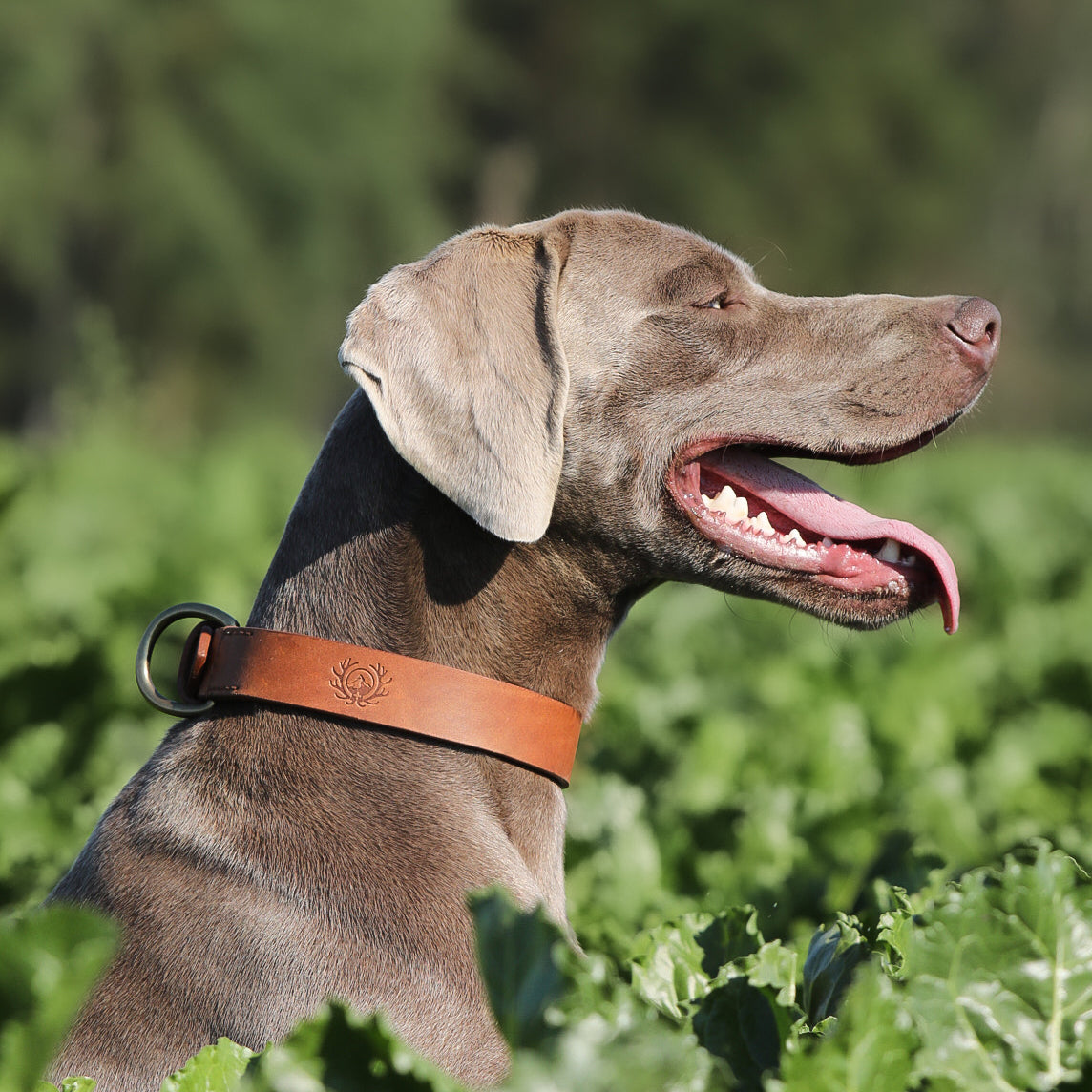 Hundehalsband für Jagdhunde