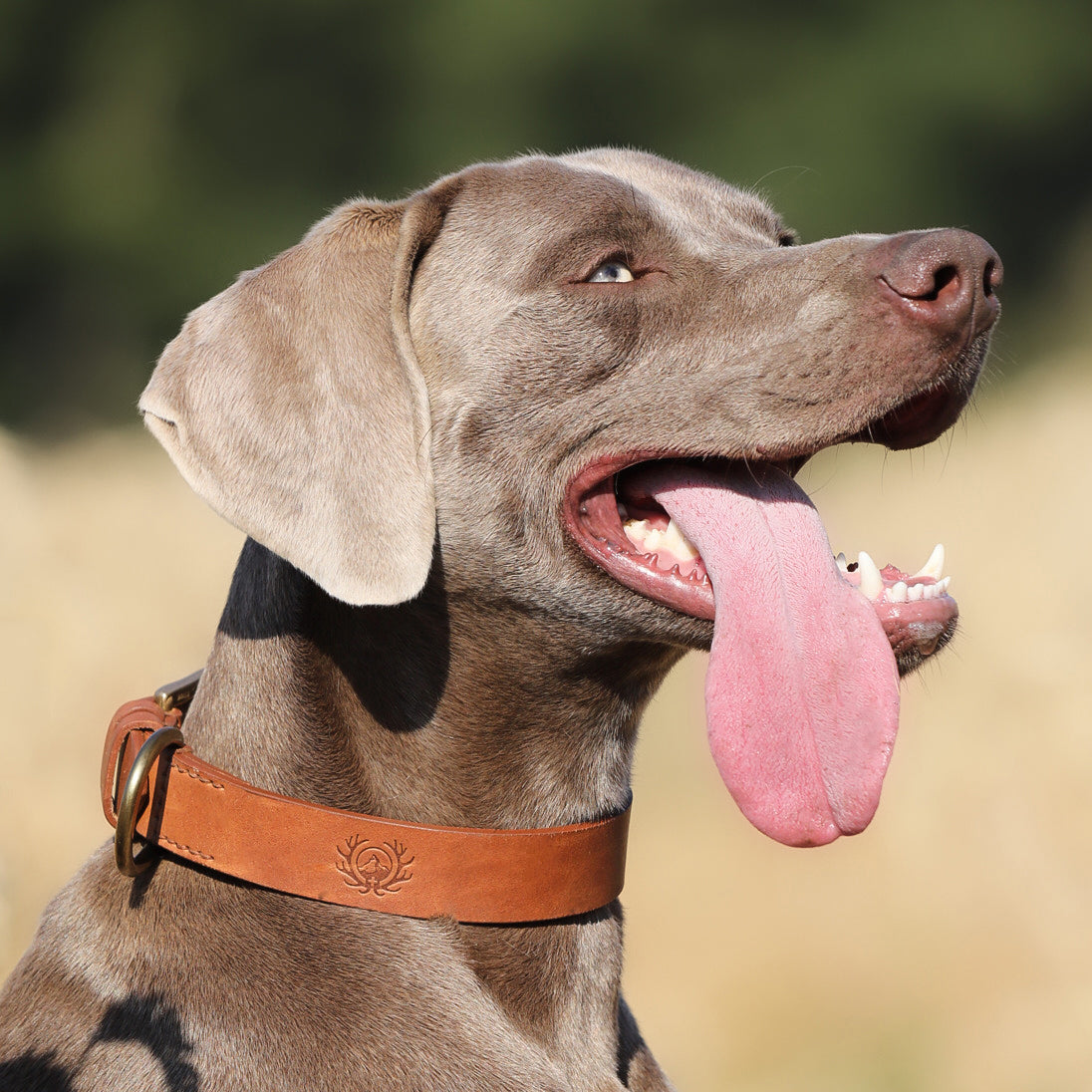Hundehalsband für Jagdhunde