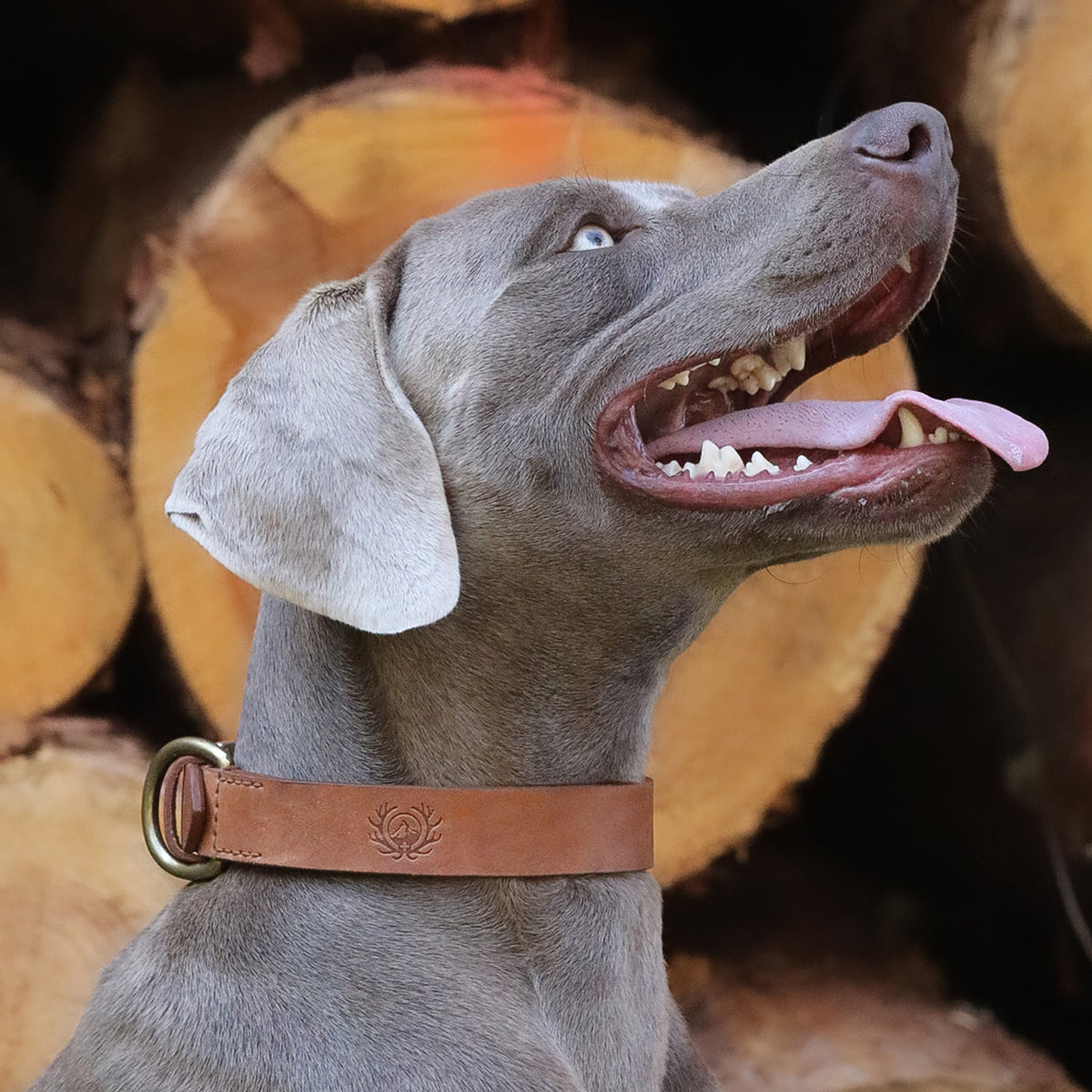 Hundehalsband für Jagdhunde